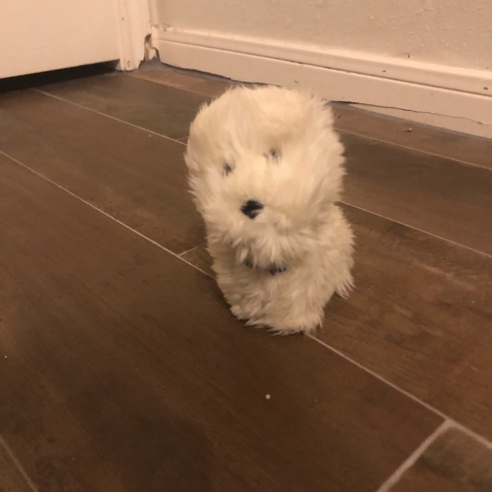 American girl doll dog coconut